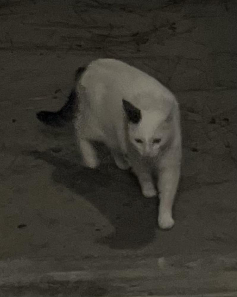 Image of Joey Girl, Lost Cat