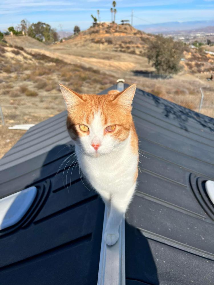 Image of Mister Fox, Lost Cat