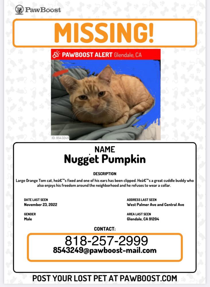 Image of Nugget Pumpkin, Lost Cat