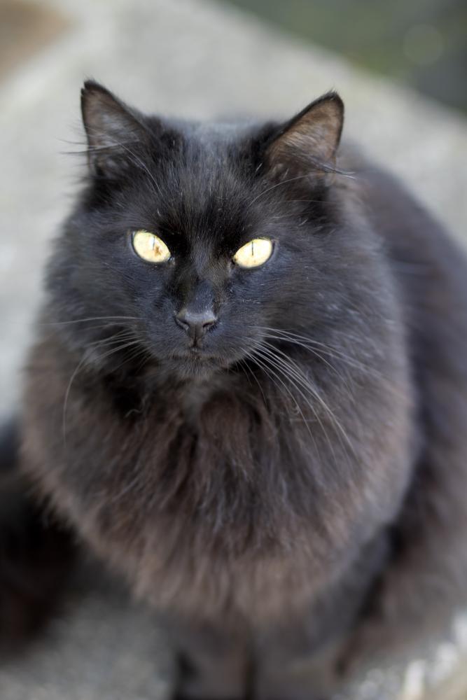 Image of Black, Lost Cat