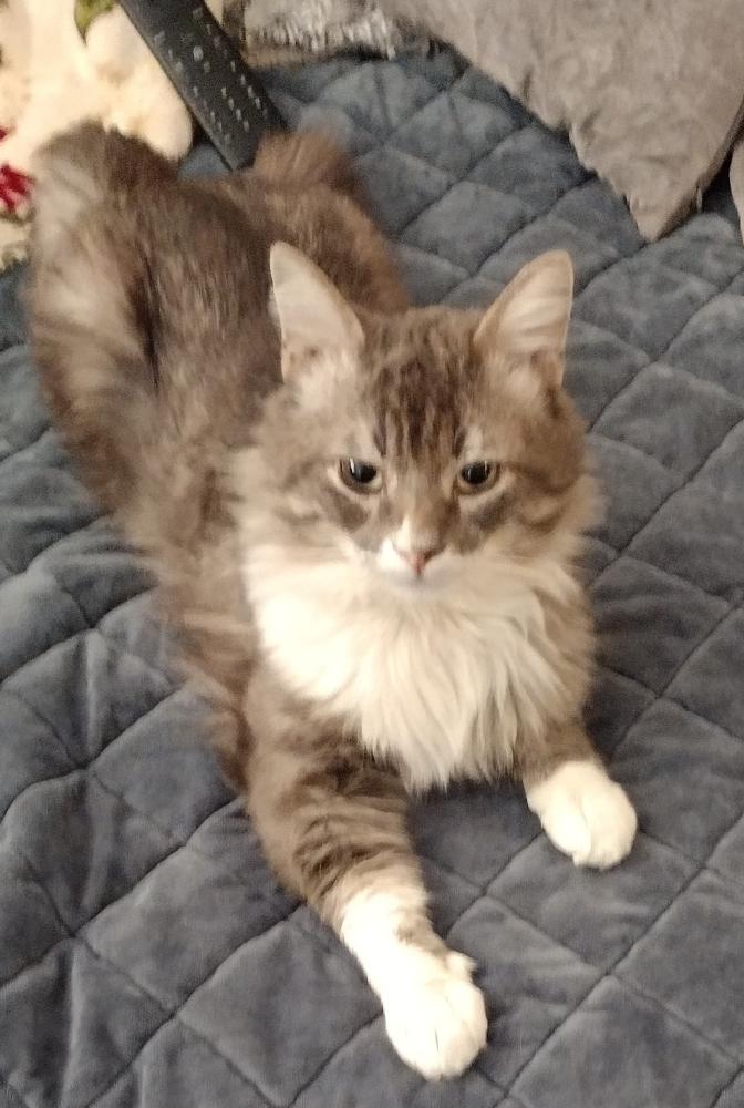 Image of Cisco, Lost Cat