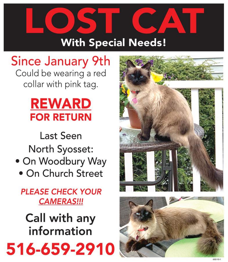 Lost store siamese cat