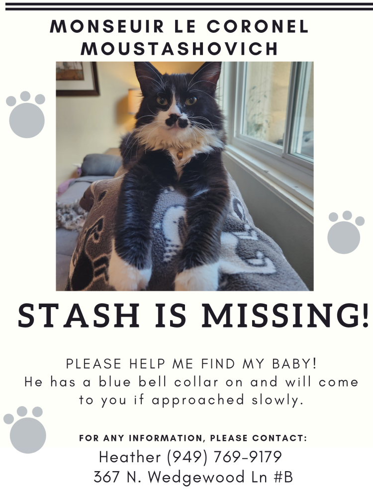 Image of Stash, Lost Cat