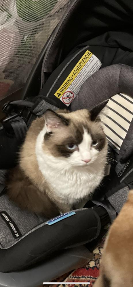 Lost store ragdoll cat