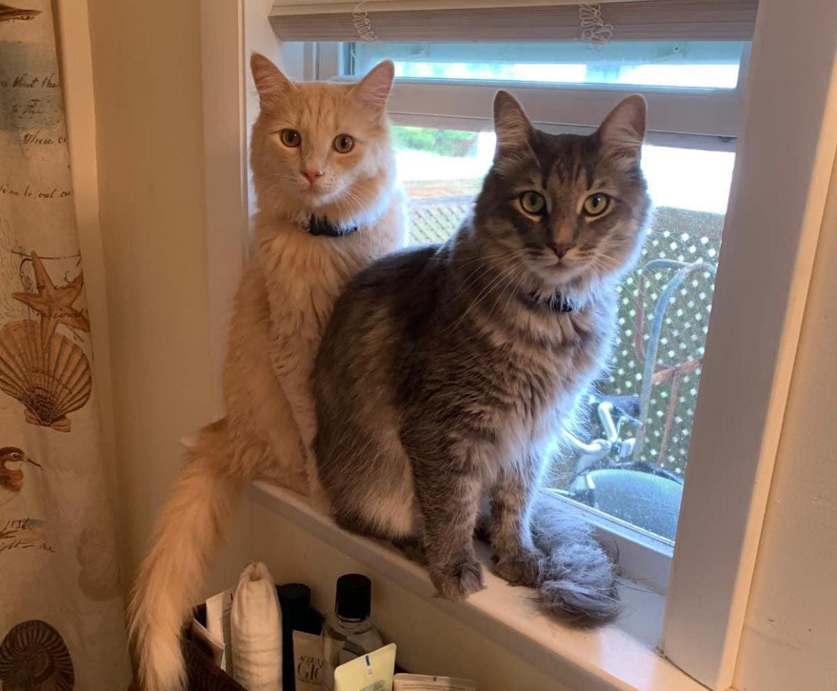 Image of Bear  and zen, Lost Cat