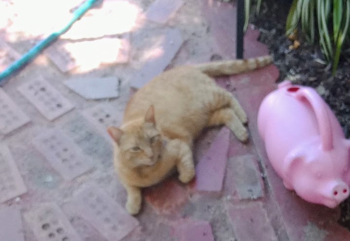 Image of Spunkers, Lost Cat