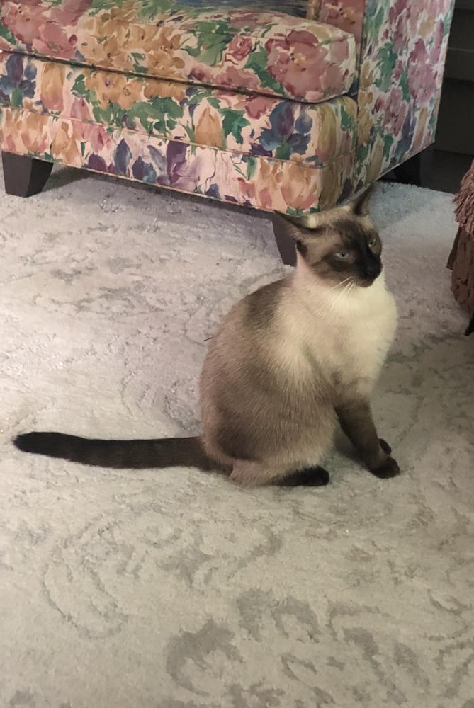 Lost Cat American Shorthair in GRANT, FL - Lost My Kitty