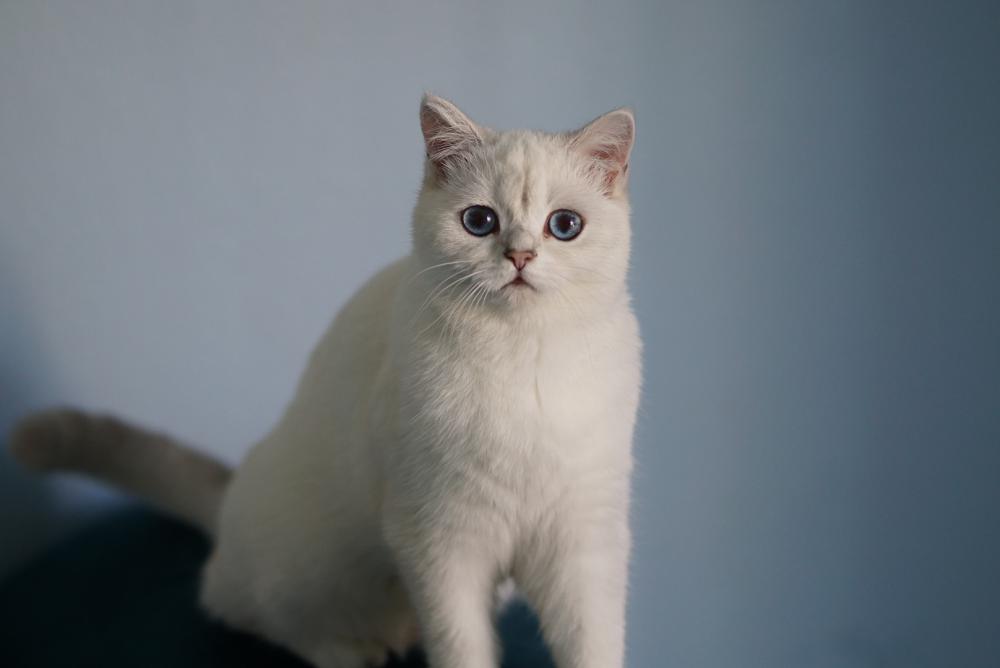 Image of Beatrice, Lost Cat