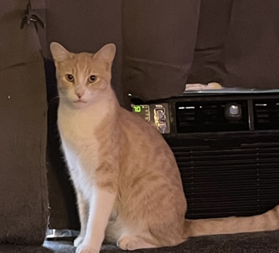 Image of Monkey, Lost Cat
