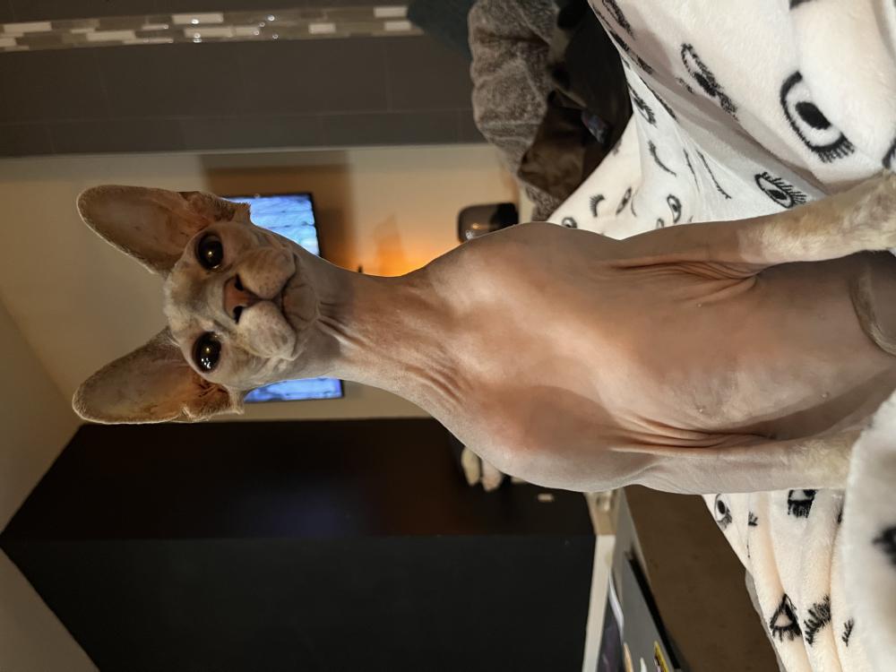 Lost sphynx orders cat