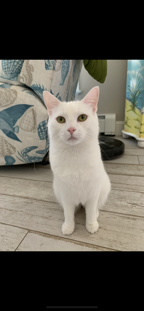 Image of Yeti, Lost Cat