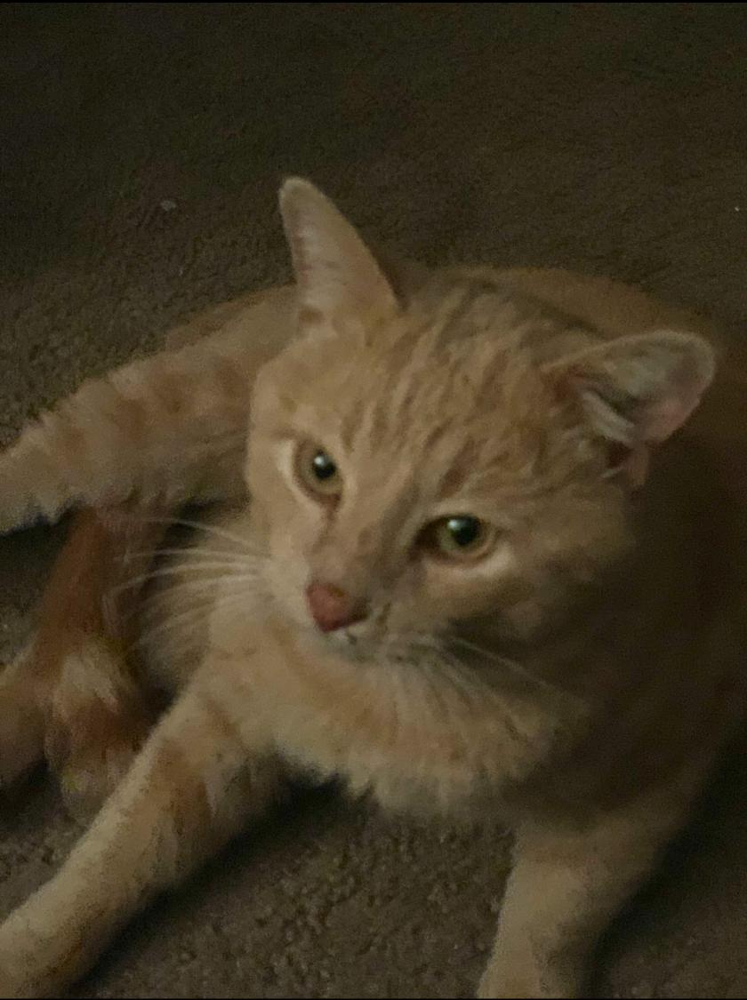 Image of Leon, Lost Cat