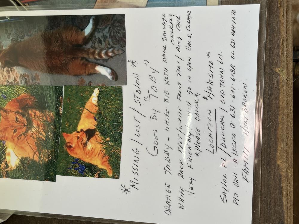 Lost Cat American Shorthair in HUNTINGTON, NY - Lost My Kitty
