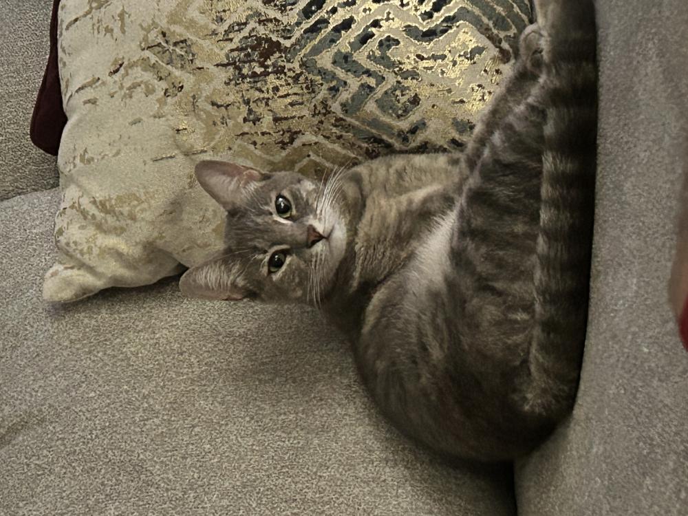 Image of Freya, Lost Cat