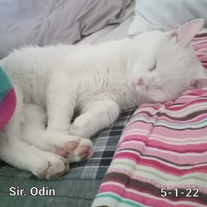 Image of Odin, Lost Cat
