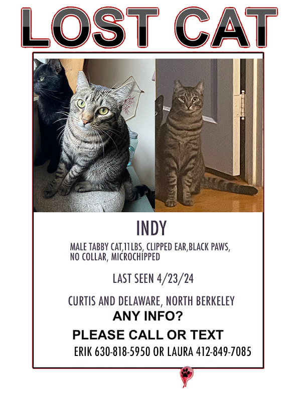 Image of Indy, Lost Cat