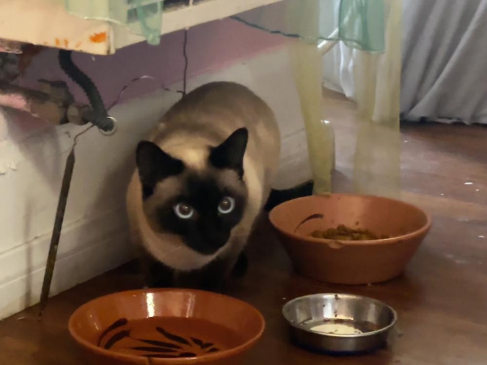 Image of Our Lady J, siamese, Lost Cat