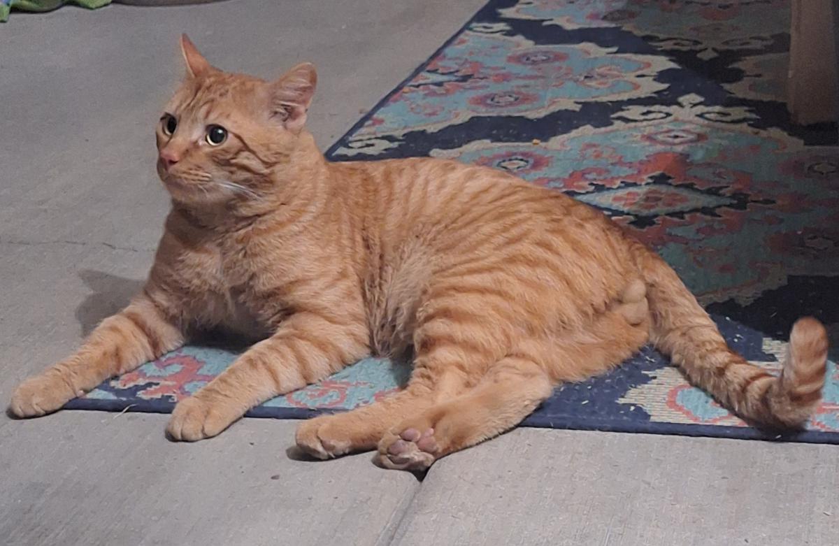 Image of Unknown, Found Cat