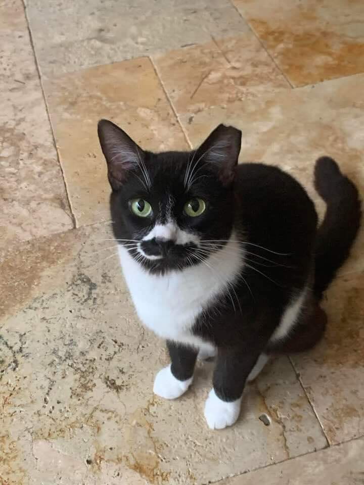 Image of Baby, Lost Cat