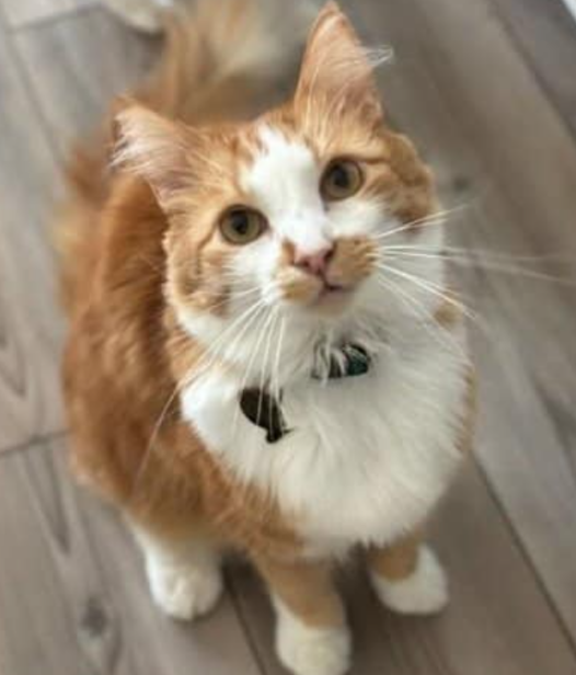Image of Macaroni, Lost Cat