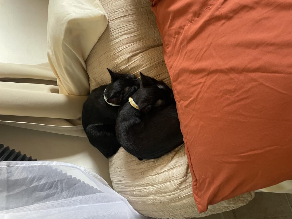 Image of Nico, Lost Cat