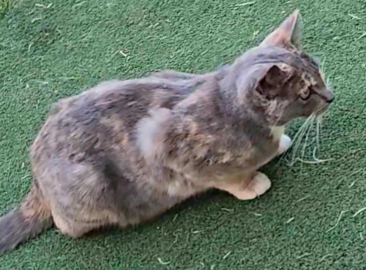 Image of Grey Grey, Lost Cat