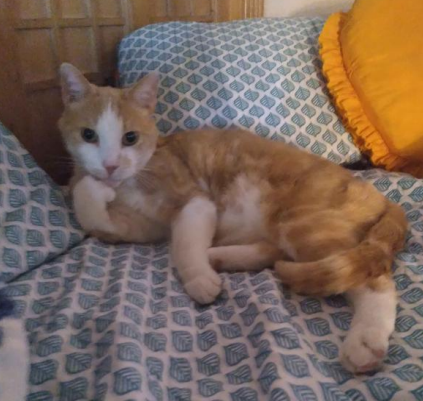 Image of Mr. Cat (Mister), Lost Cat