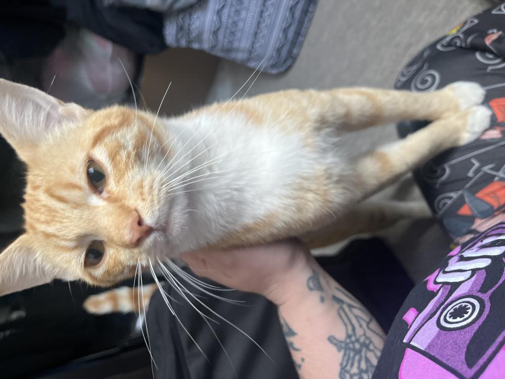 Image of Unknown, Found Cat