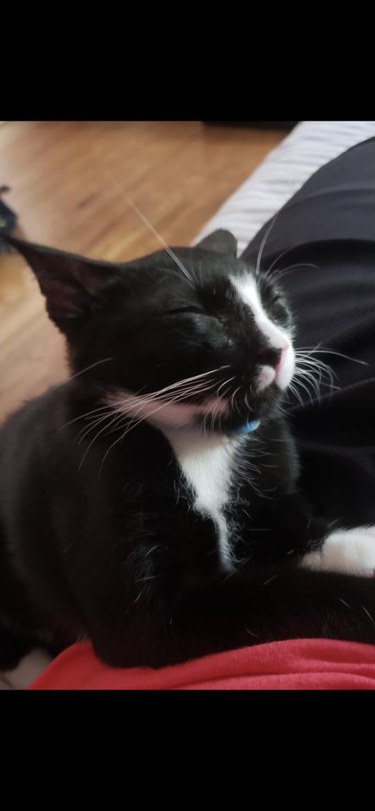 Image of picasso, Lost Cat