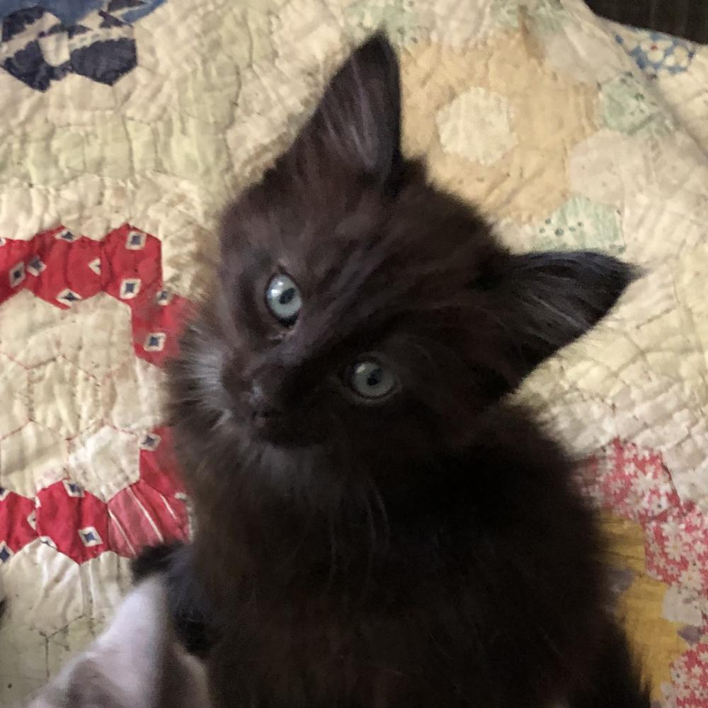 Image of Zeus, Lost Cat
