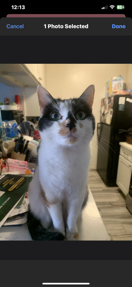 Image of Bella, Lost Cat