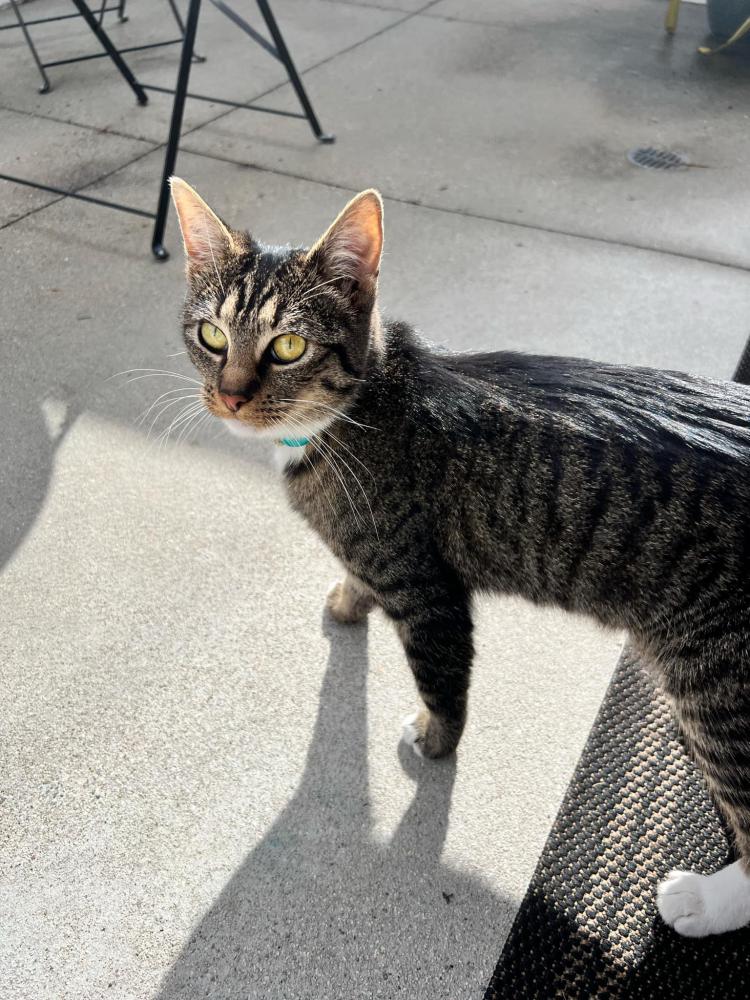 Image of Unknown, Found Cat