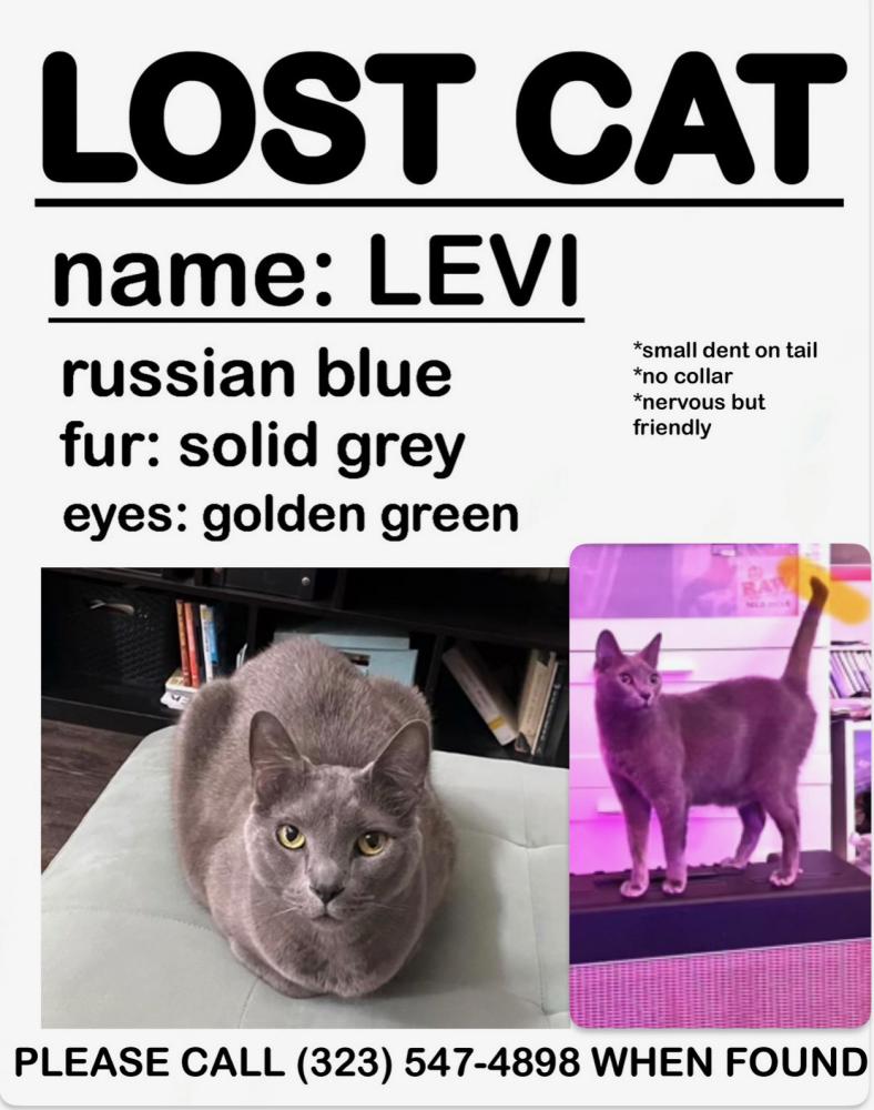Image of Levi, Lost Cat