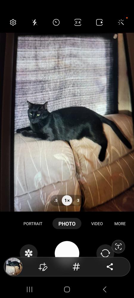 Image of Niko, Lost Cat