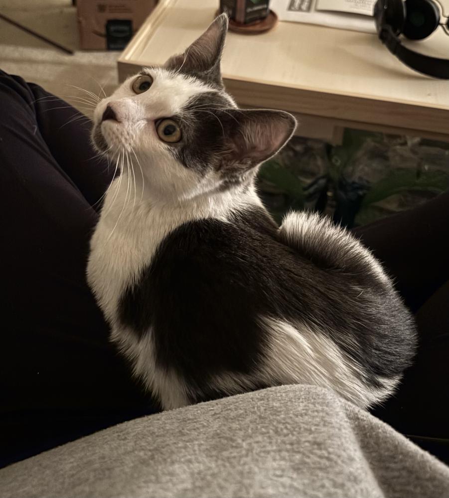 Image of Unknown, Found Cat