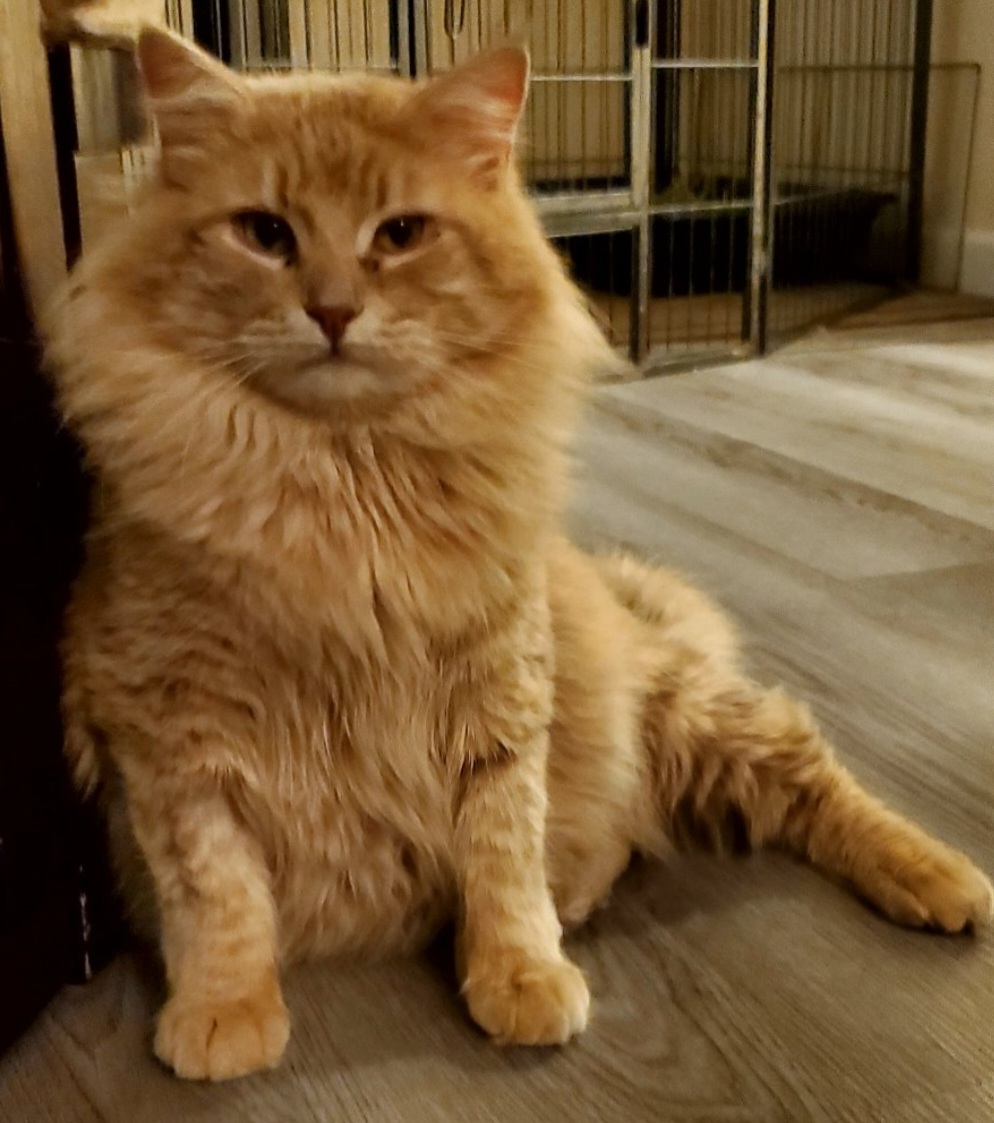 Image of Mufasa, Lost Cat