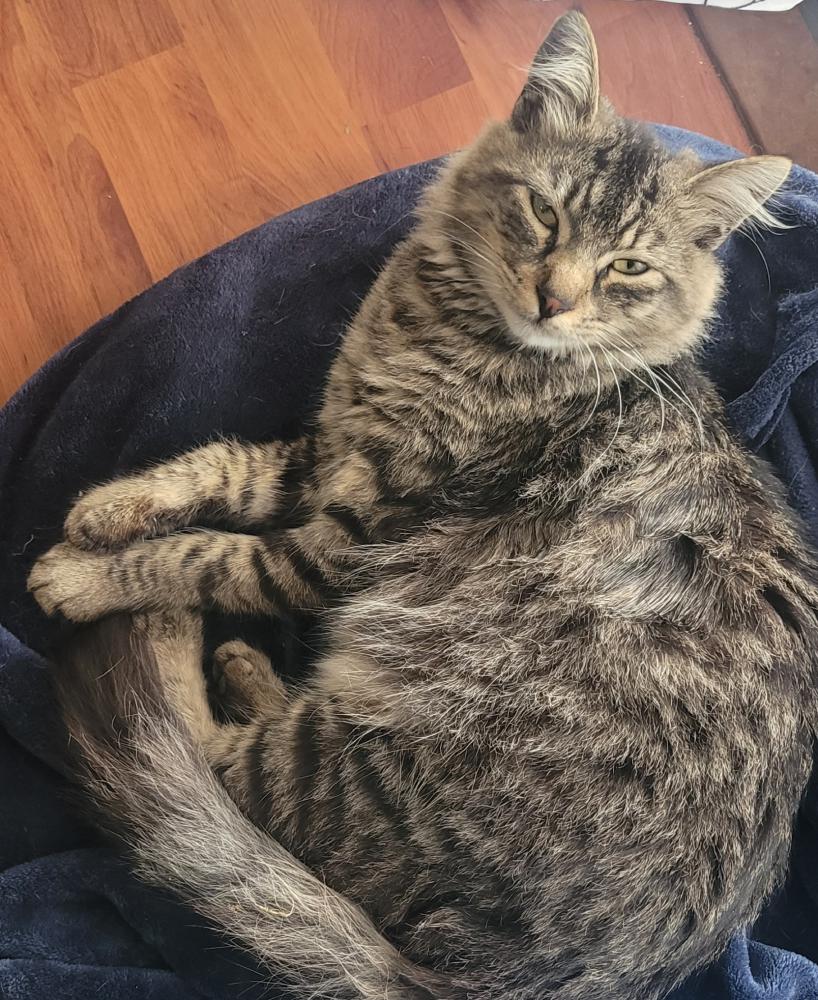 Image of Binx, Lost Cat