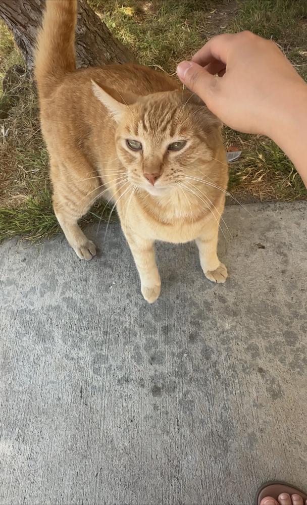 Image of Pupus, Lost Cat