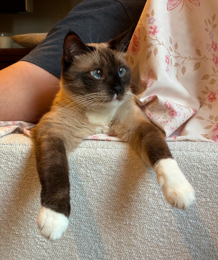 Image of Luca, Lost Cat