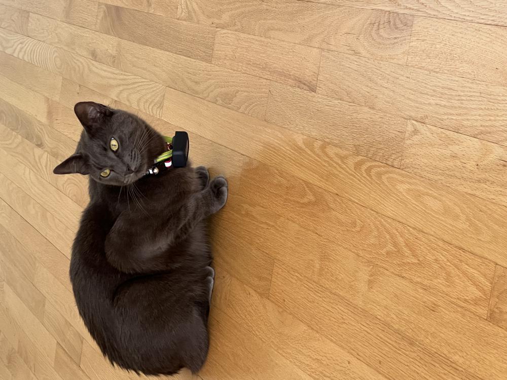 Image of Moses, Lost Cat
