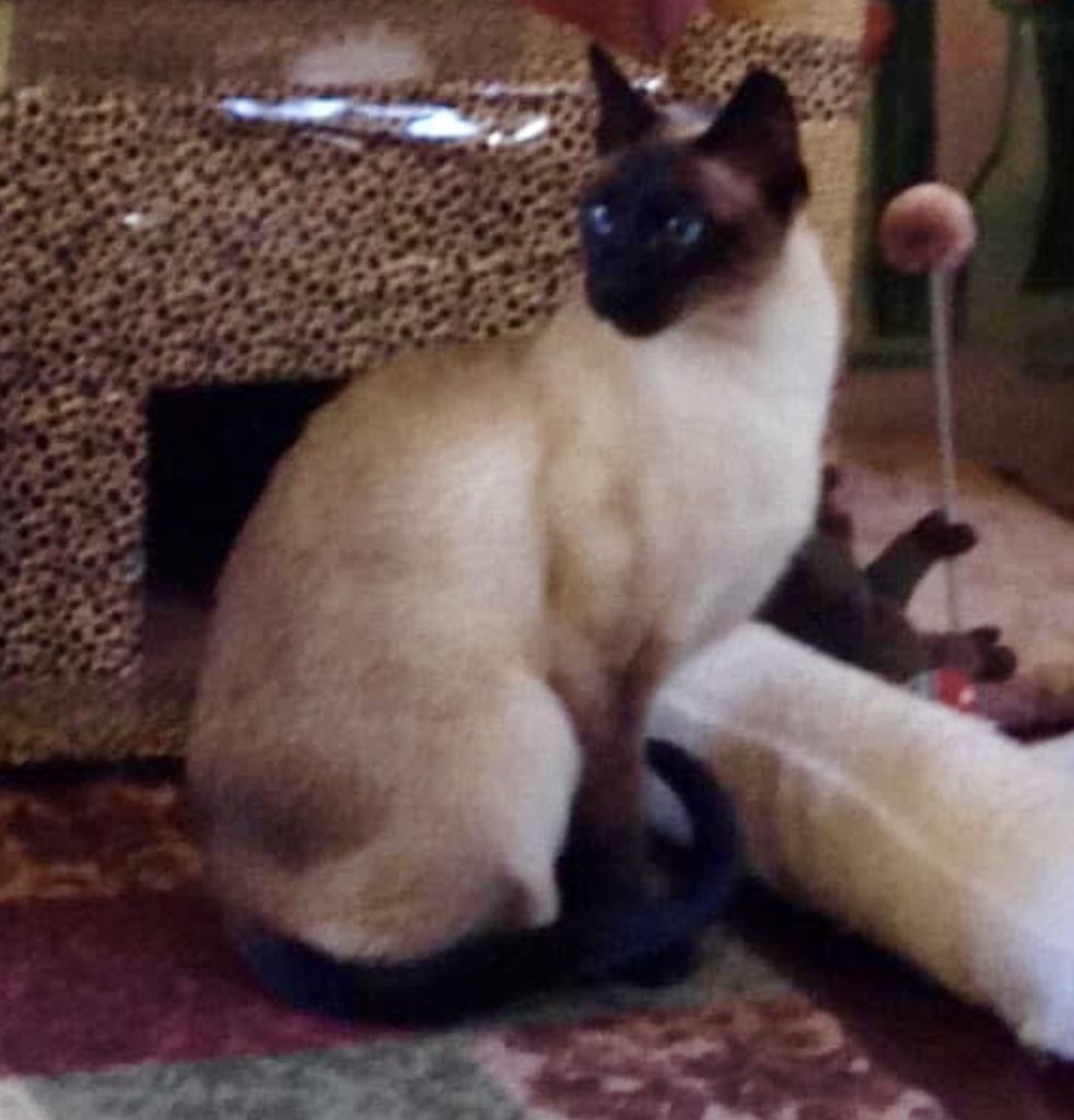 Image of Blu, Lost Cat