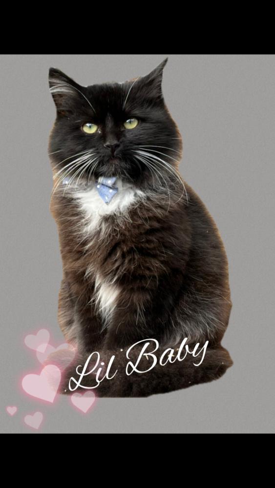 Image of Lil Baby, Lost Cat