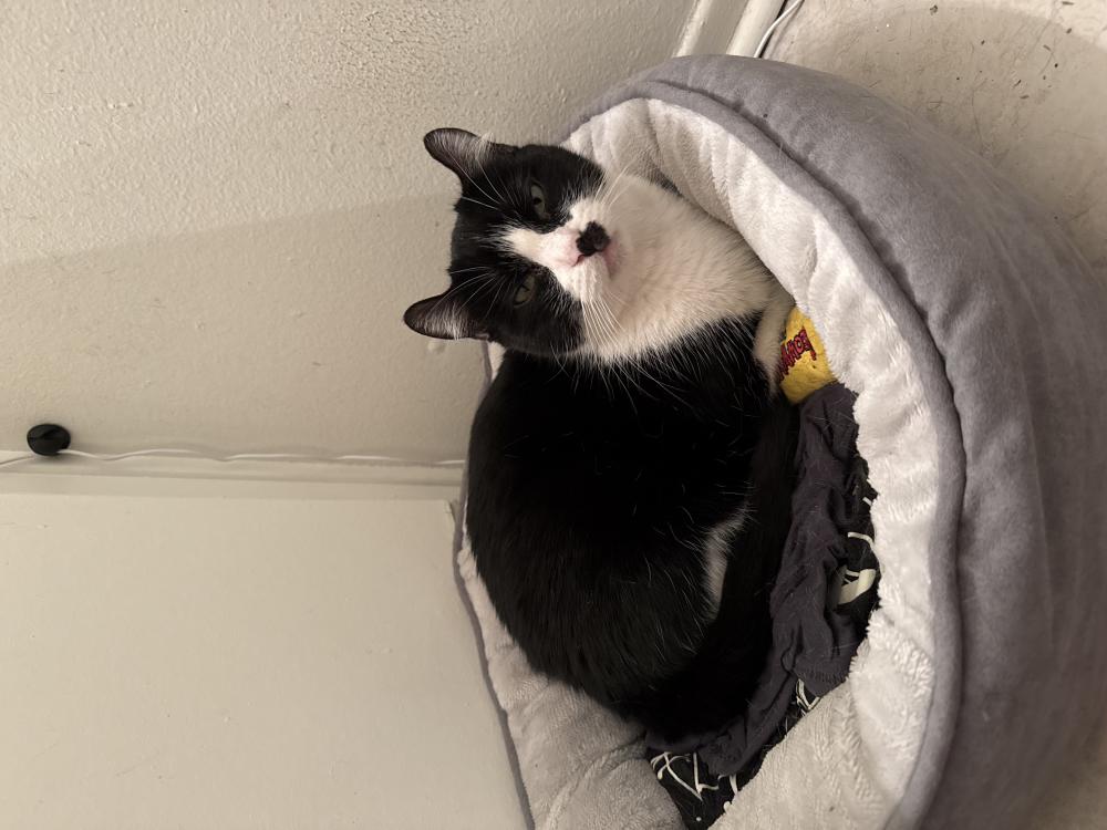 Image of Tuna Chiquita, Lost Cat