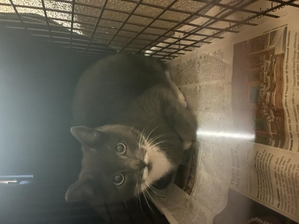 Image of Mary, Lost Cat