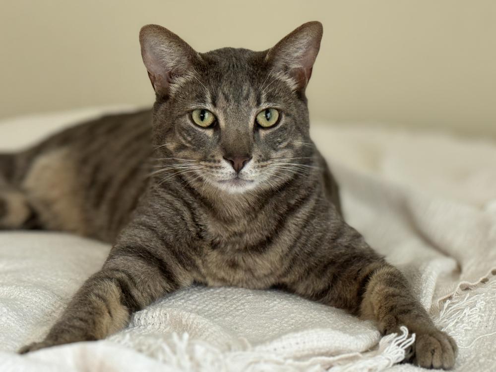 Image of Lowkey, Lost Cat