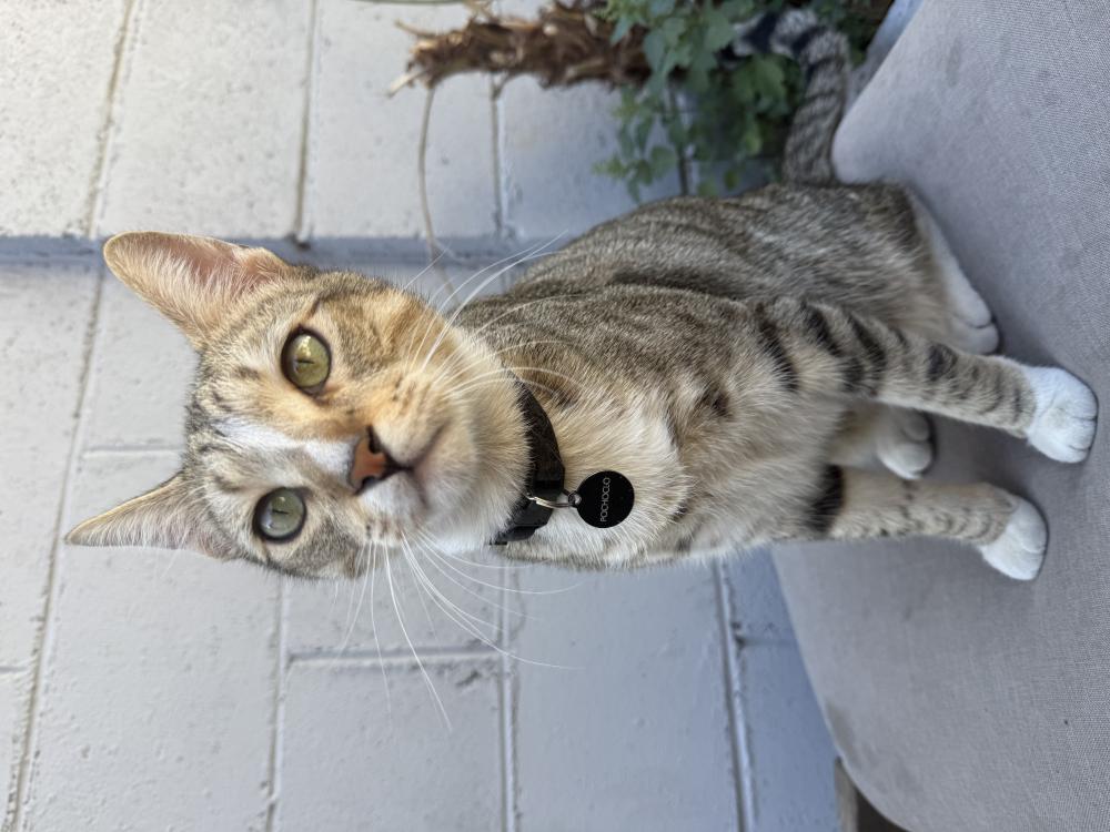 Image of Pochoclo, Lost Cat