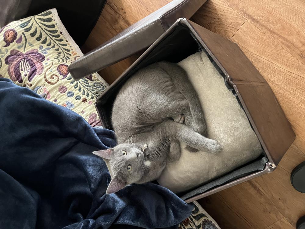 Image of Smokie, Lost Cat