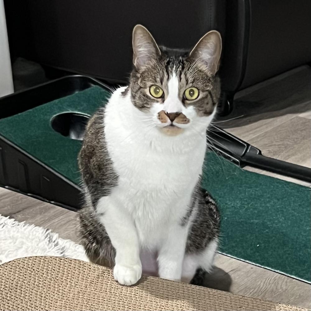 Image of Charlie, Lost Cat