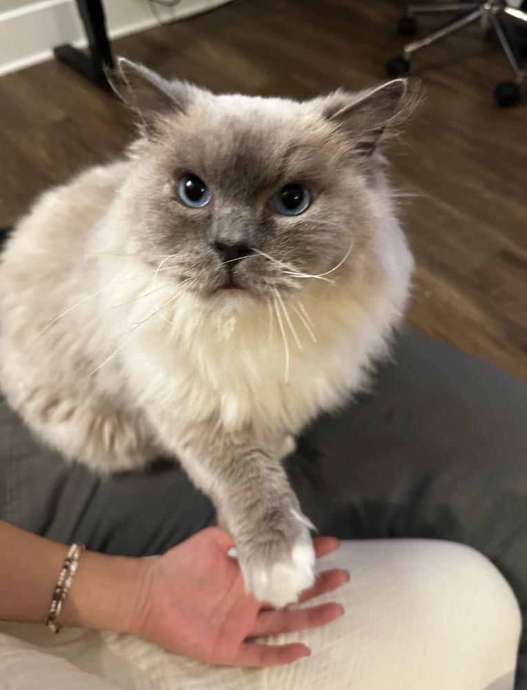 Image of O, Lost Cat