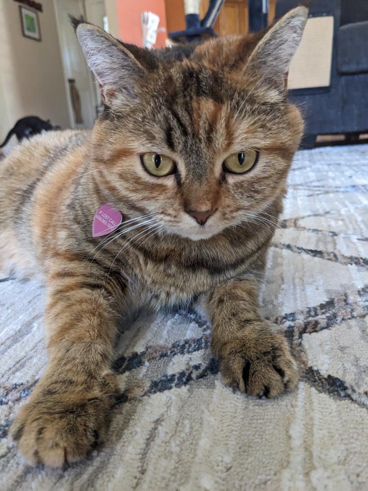 Image of Snickerdoodle, Lost Cat